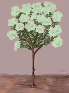 Lilac Tree.  September 22/2014