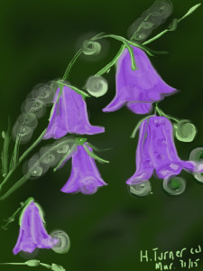 Harebells and Raindrops.  March 30/2015